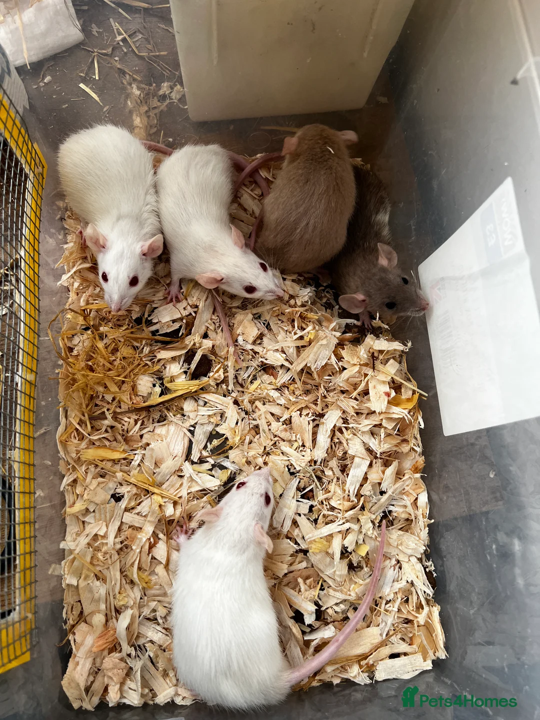 Rat rodents for sale: Dwarf Rats - Advert 3