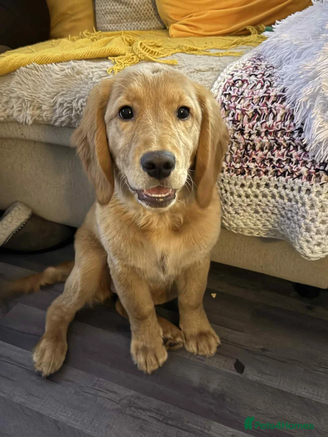 Golden Retriever dogs for sale: Golden retriever - Advert 3