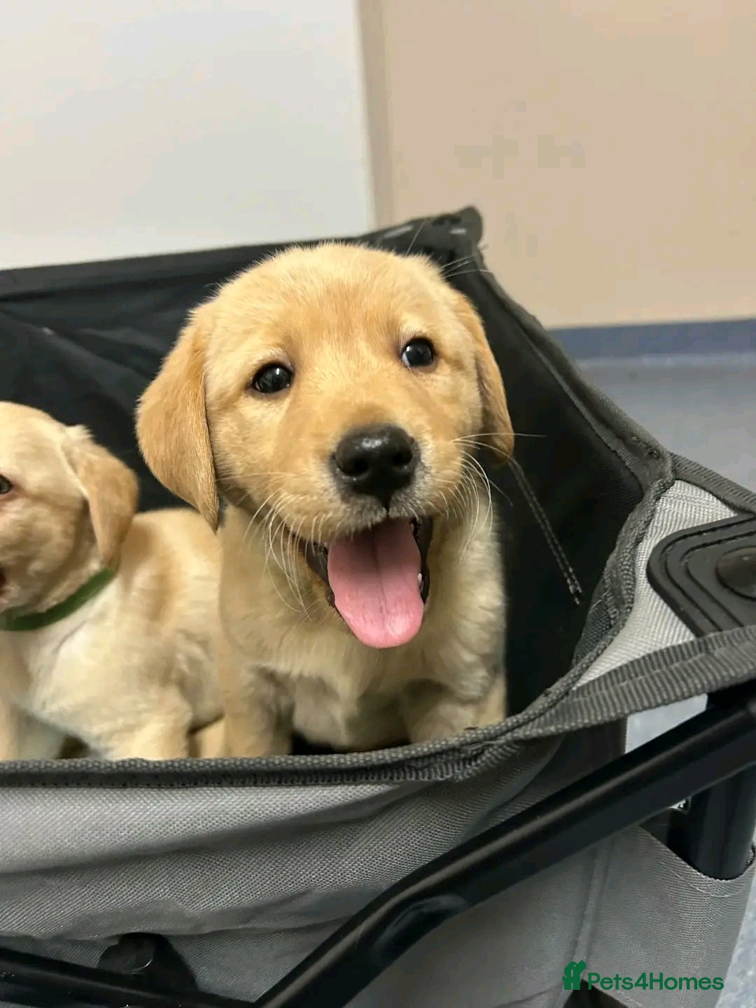 Labrador Retriever dogs for sale: Pure breed Labrador Retrievers puppies  - Image 17