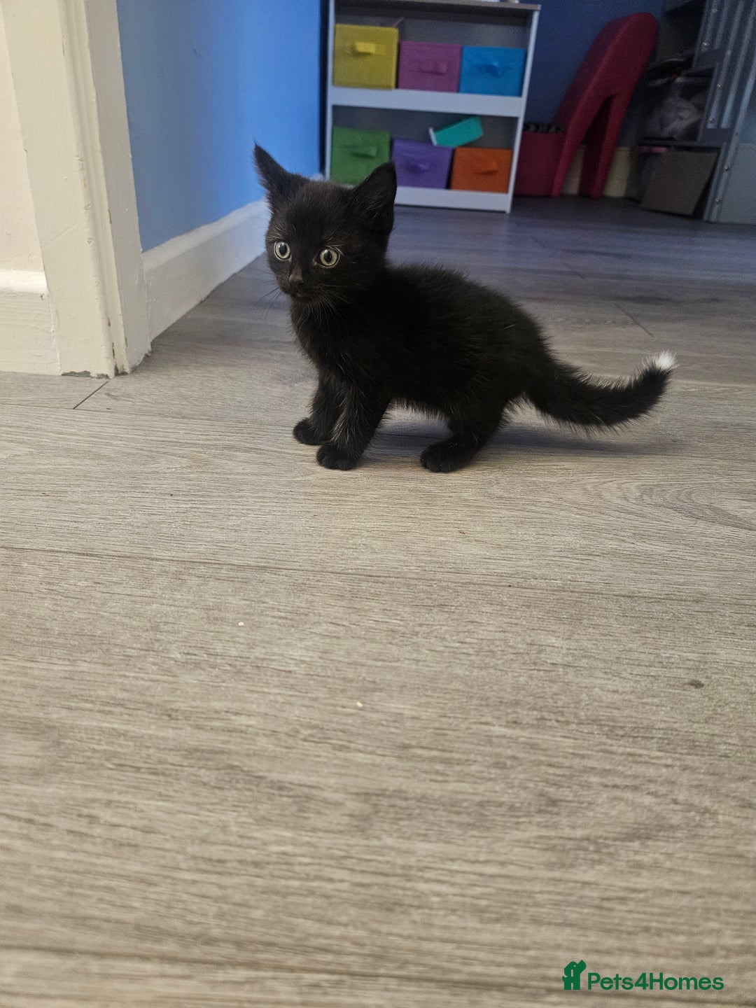 Mixed Breed cats for sale: Kittens  - Image 10