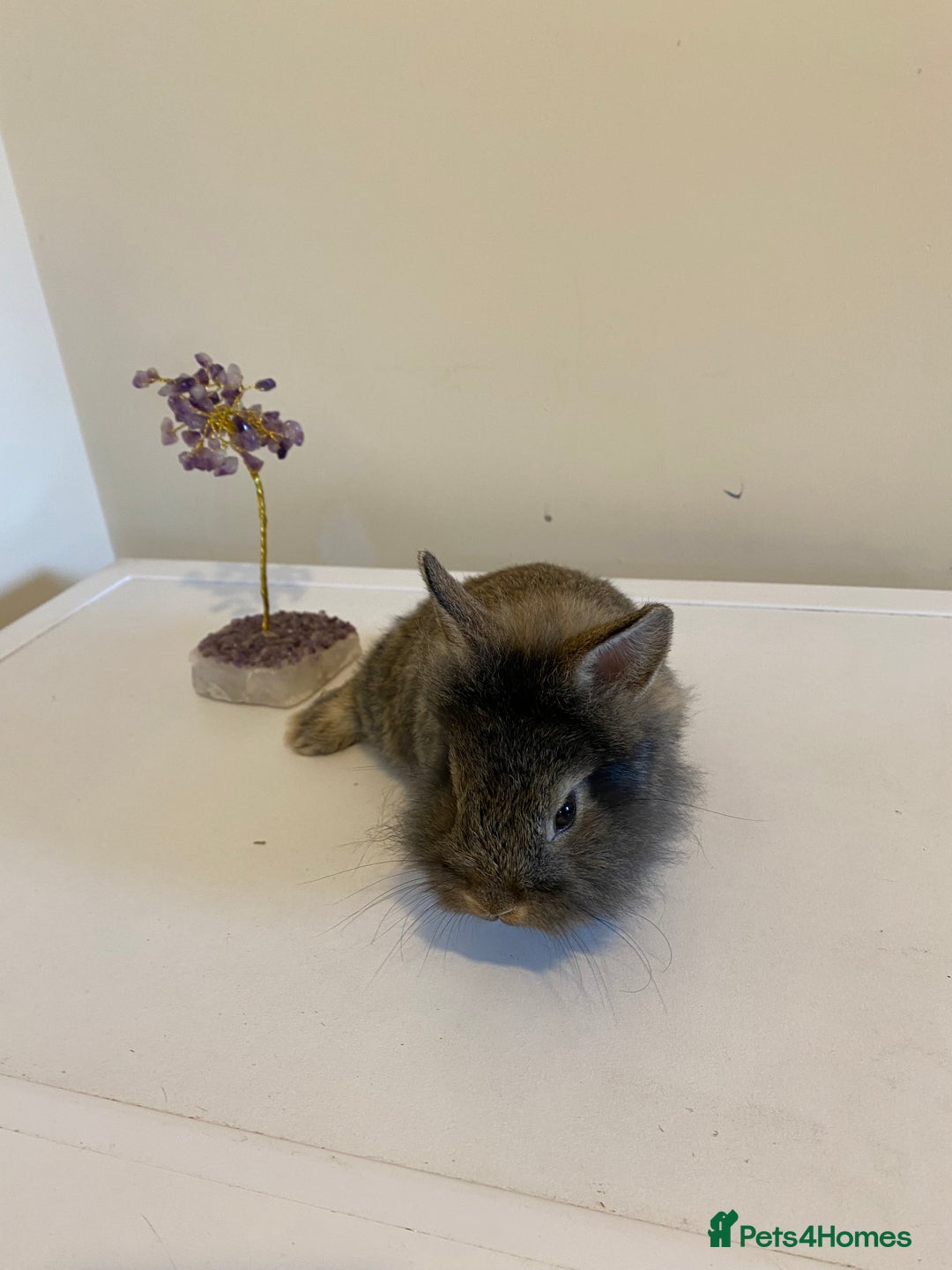 Lionhead rabbits for sale: Last Available Female Baby Lion-head Dwarf  - Image 1