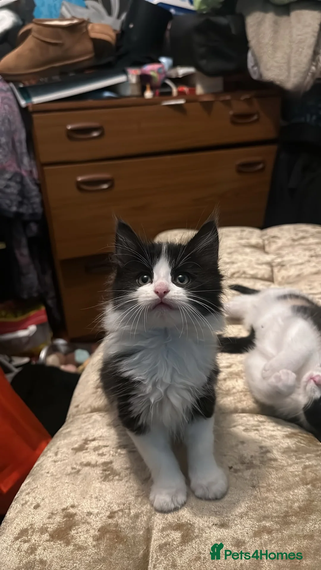 British Longhair cats for sale: Kittens in Leeds - Advert 4