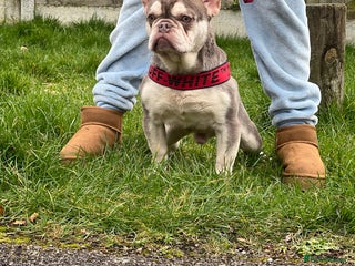 French Bulldog dogs in Basildon - Advert 2