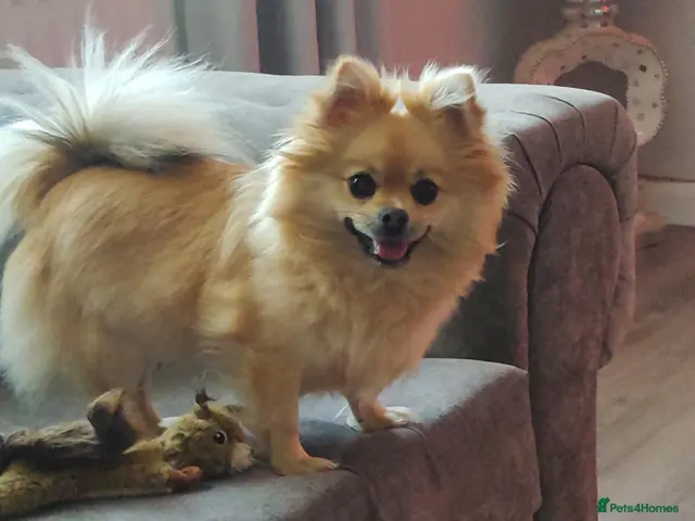 Pomchi dogs for sale: 3 beautiful long-haired Chihuahua x Pomchi pups - Advert 14