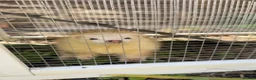 Ferret rodents for sale:     3 Female Ferrets to Rehome in Stourbridge - Advert 6