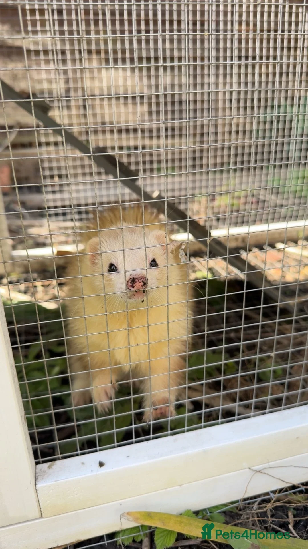 Ferret rodents for sale:     3 Female Ferrets to Rehome in Stourbridge - Advert 6