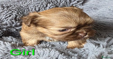 Shih Tzu dogs - Advert 12