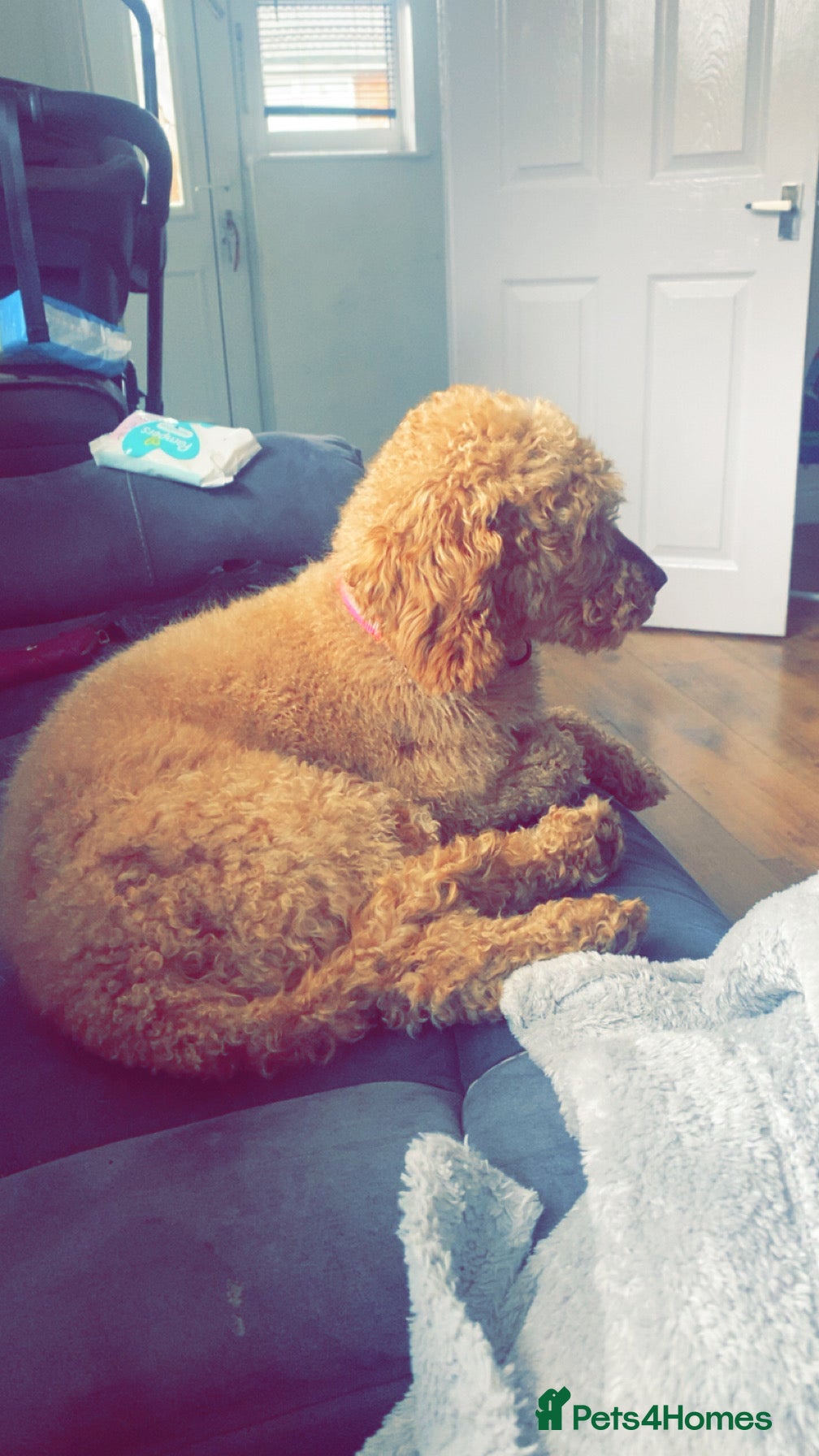 Cockapoo dogs Cockepoo girl 2year old - Advert 3