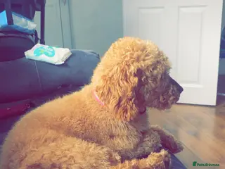 Cockapoo dogs Cockepoo girl 2year old - Advert 3