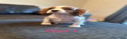 Cavalier King Charles Spaniel dogs for sale: CAVALIER KING CHARLES PUPS READY NOW KC REG  - Advert 7