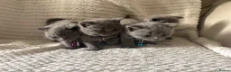 British Shorthair cats for sale: British shorthair kittens  in London - Advert 7