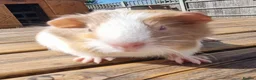 Guinea Pig rodents for sale: Beautiful Baby guinea pigs for sale  - Advert 13