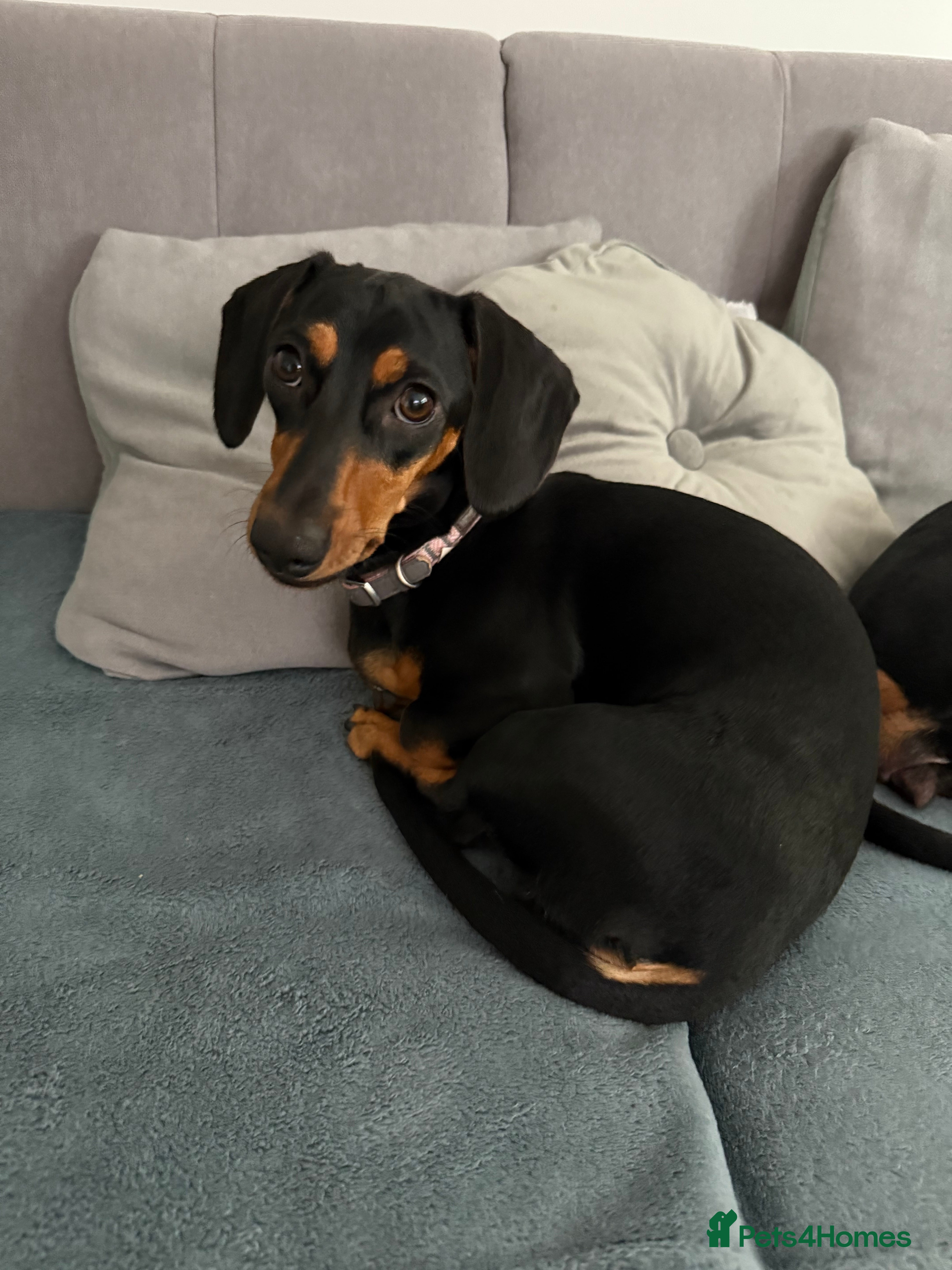 Dachshund dogs Our beautiful dachshund looking for her new home - Advert 2