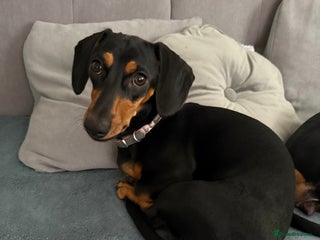 Dachshund dogs Our beautiful dachshund looking for her new home - Advert 3
