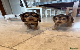 Cocker Spaniel dogs for sale: Gorgeous KC Show cocker spaniels  - Image 14