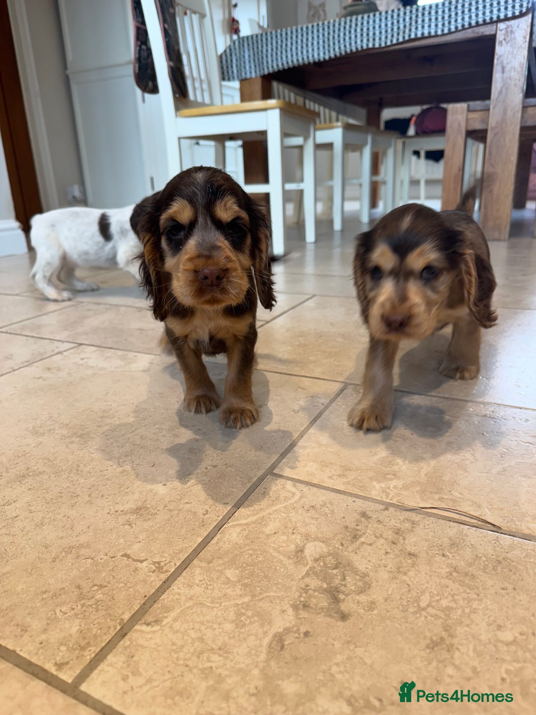 Cocker Spaniel dogs for sale: Gorgeous KC Show cocker spaniels  - Image 14