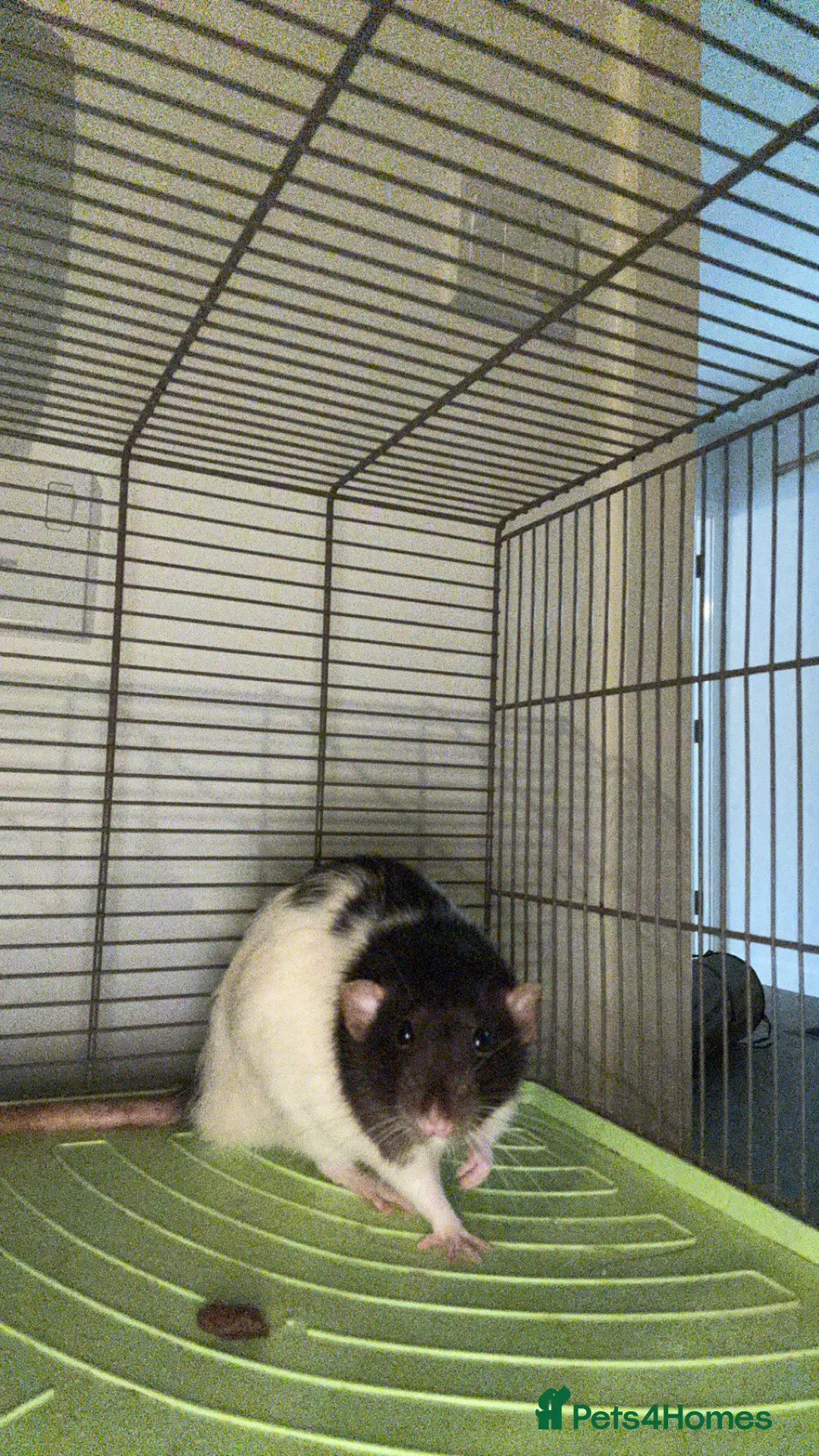 Rat rodents for sale: 2 Male rats - Advert 3