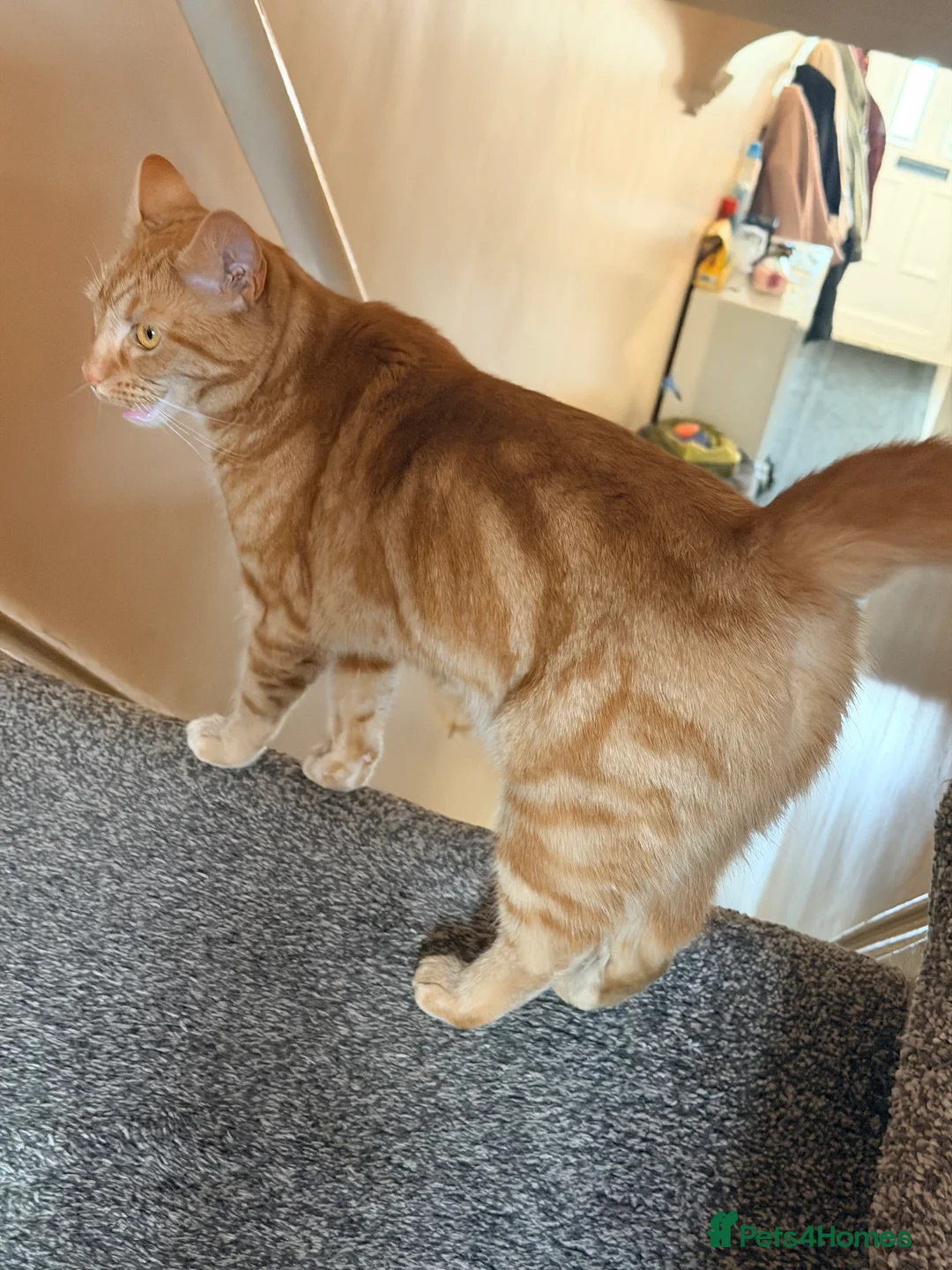 Domestic Shorthair cats for sale: Ginger Female– Vaccinated, Microchipped & Neutered in Huddersfield - Advert 2