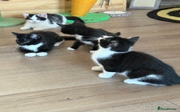 Mixed Breed cats for sale: British shorthair 5 mix kittens  - Image 5