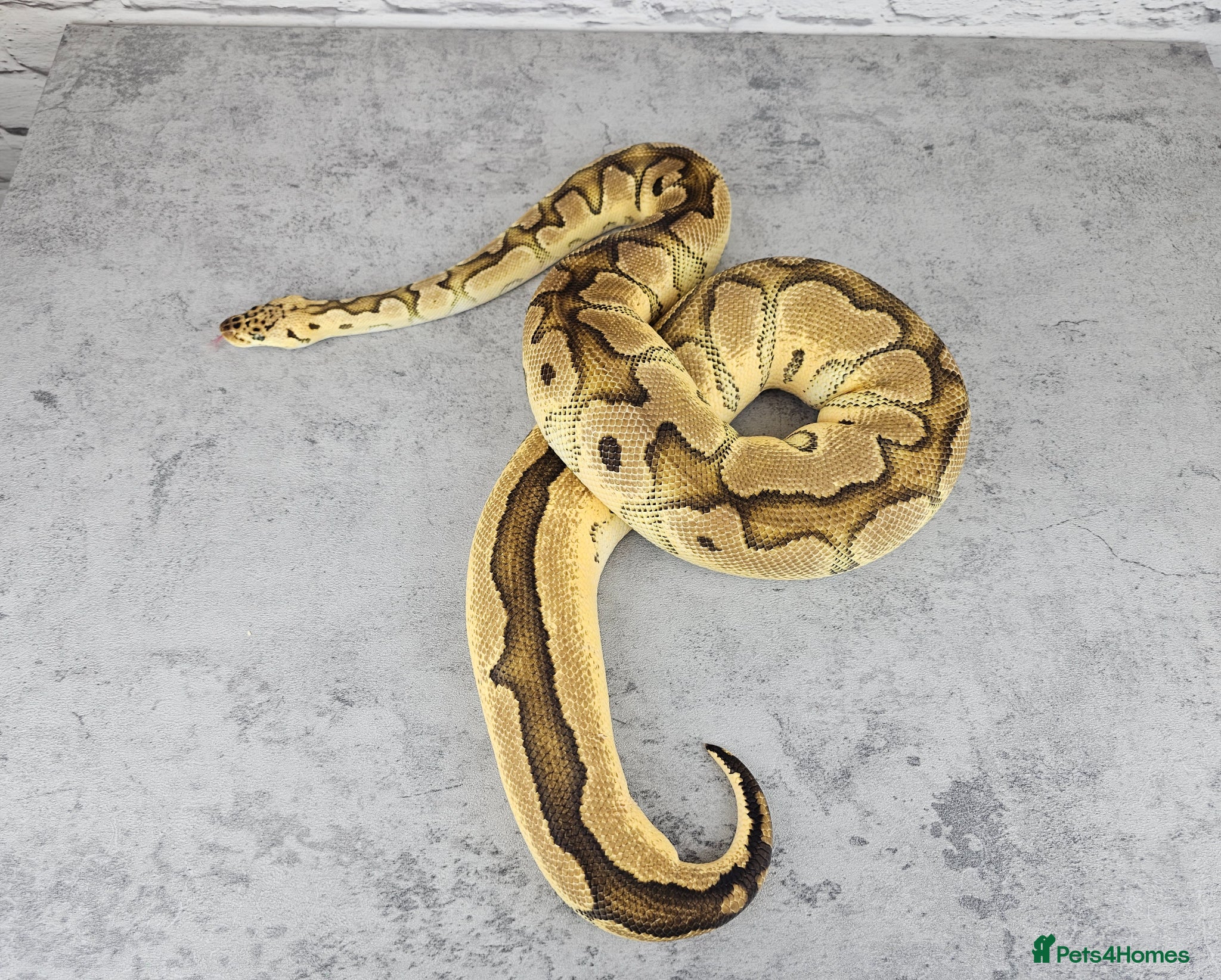 Python Snake reptiles for sale: Various Ball Pythons  - Advert 1