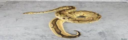 Python Snake reptiles for sale: Various Ball Pythons  - Advert 1