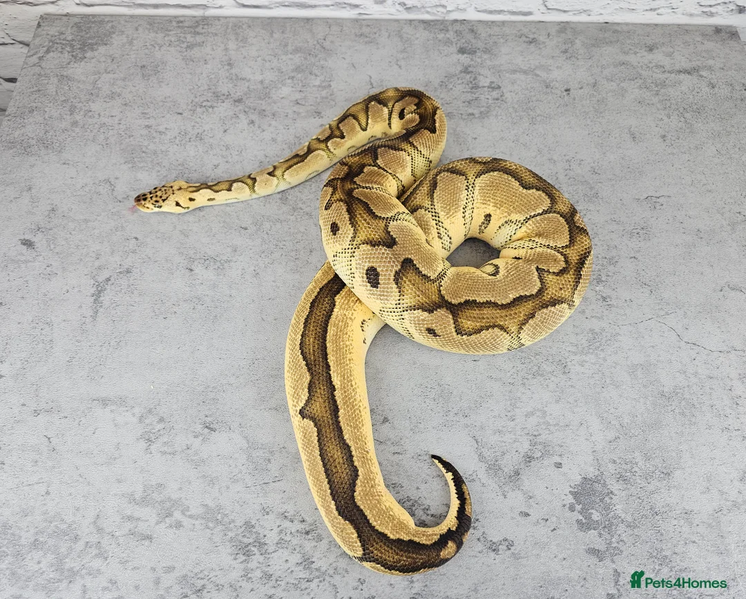 Python Snake reptiles for sale: Various Ball Pythons  - Advert 1
