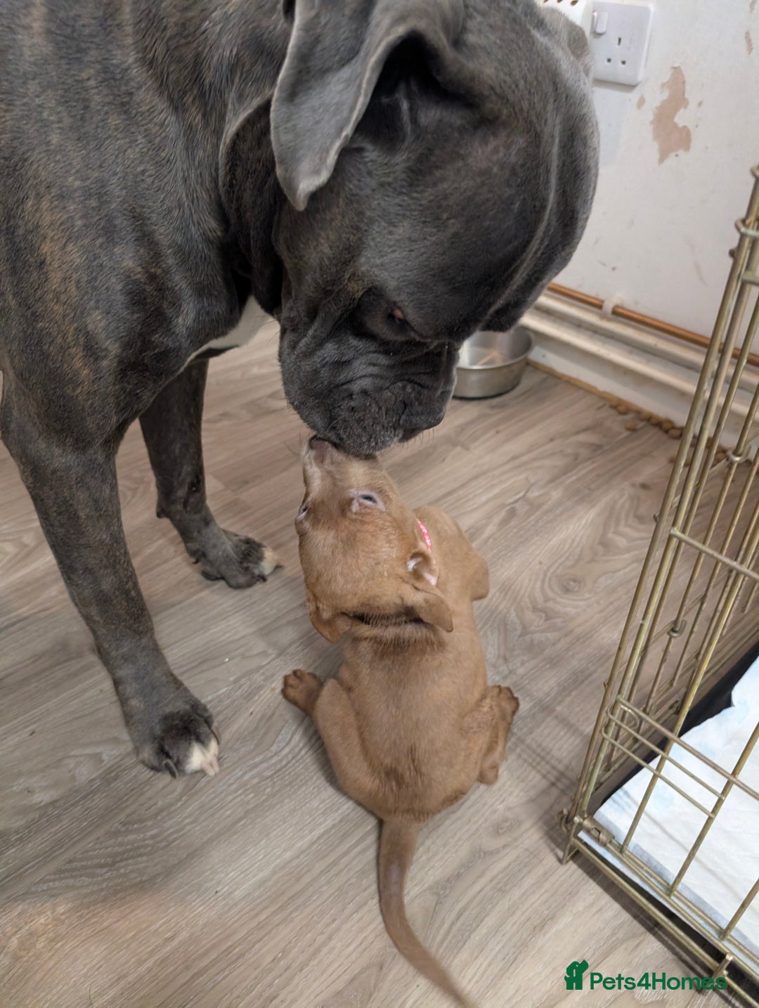 Mixed Breed dogs for sale: F1 MASTADOR PUPPIES FOR SALE  - Advert 3