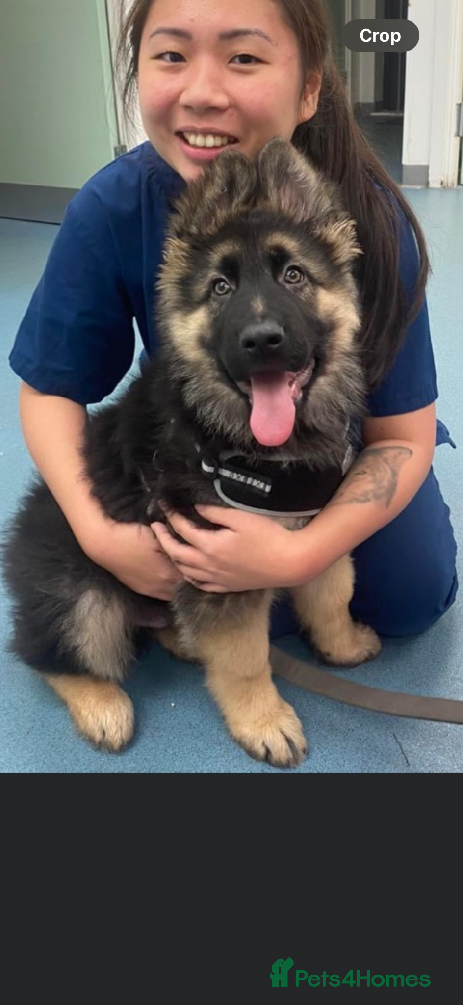 German Shepherd dogs for sale: German Shepard  in Manchester - Advert 5