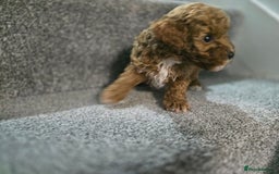 Cavapoo dogs for sale: Miniature F1B Cavapoo puppies 1 Left - Image 5