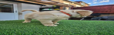 Golden Retriever 10