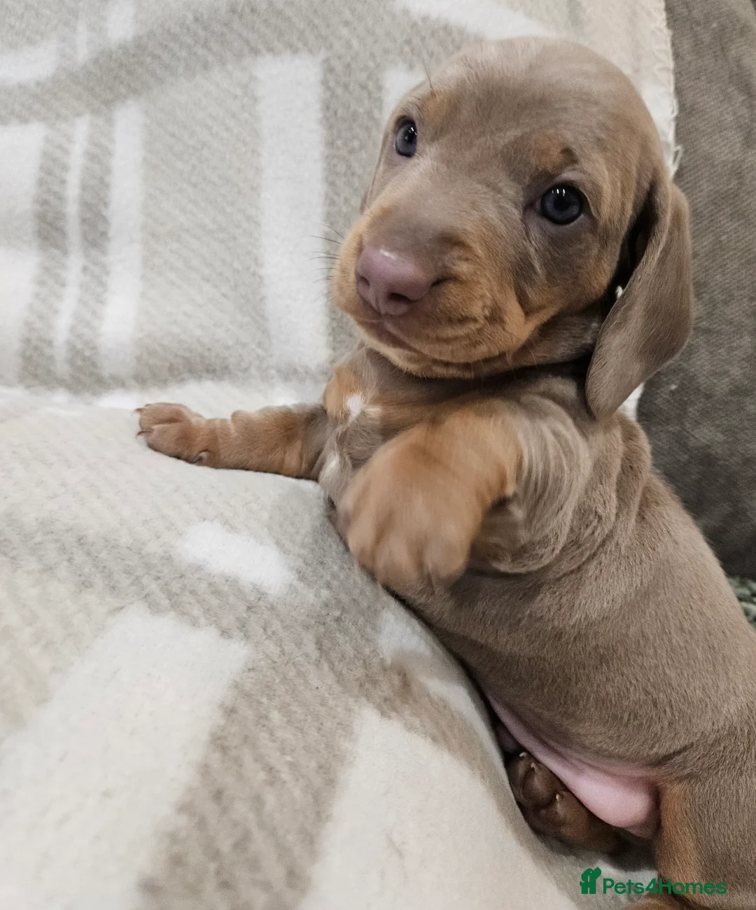 Miniature Dachshund dogs for sale: Miniture Daschund Puppies  - Advert 3
