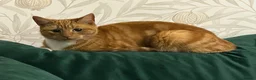 Mixed Breed cats for sale: Luna, female ginger cat - Advert 1