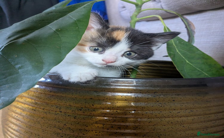 Mixed Breed cats - Advert 13