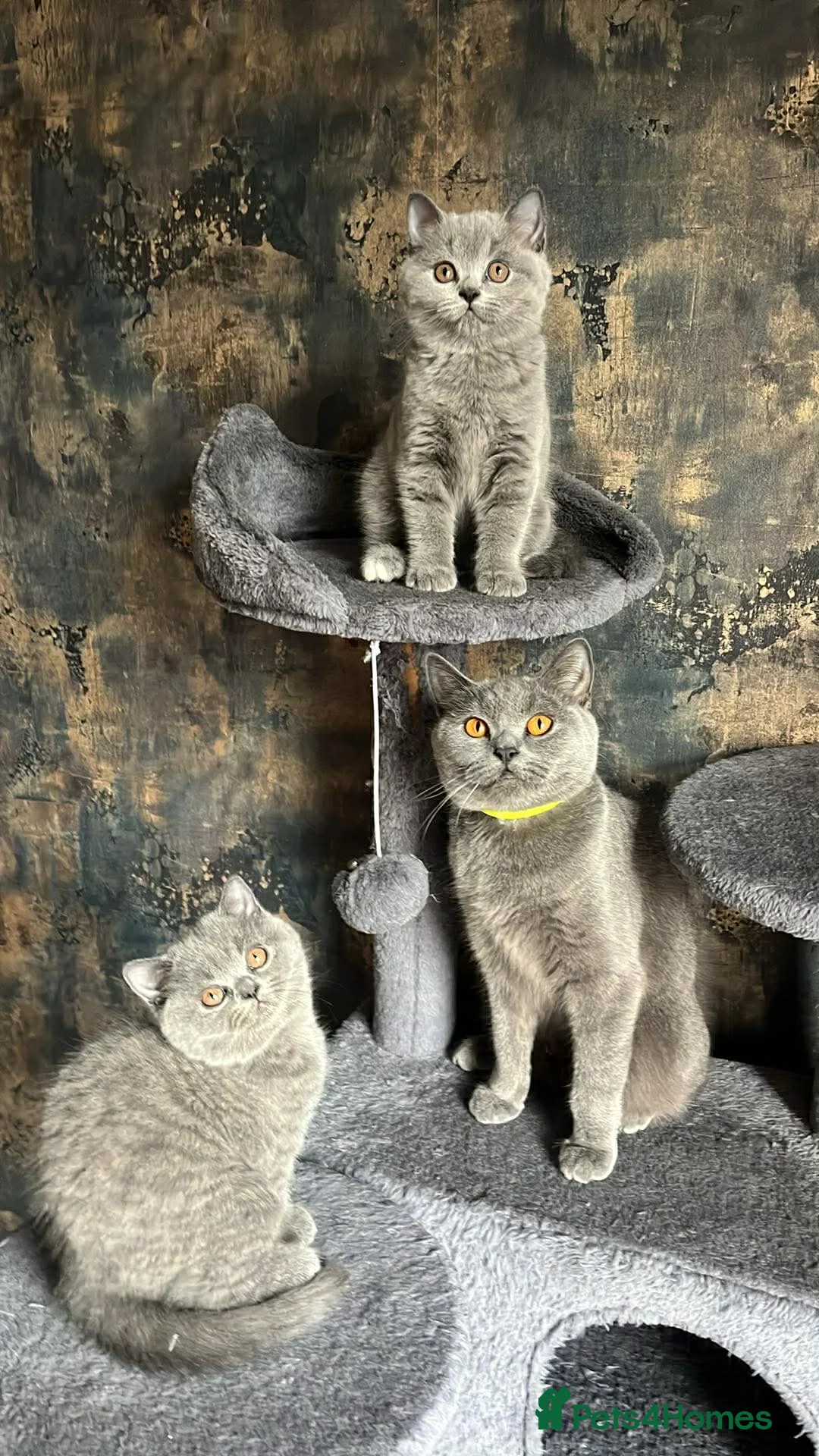British Shorthair cats for sale: Beautiful British blues in Bacup - Advert 2