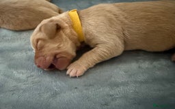 Labrador Retriever dogs for sale: Fox red labradors available now  - Advert 28