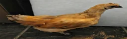 Chickens poultry for sale: Bantam cockerel and chicks looking for new homes  - Advert 3