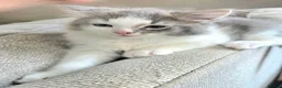 Ragdoll cats for sale: Beautigul anf Fluffy Ragdoll Cross kittens - Advert 14