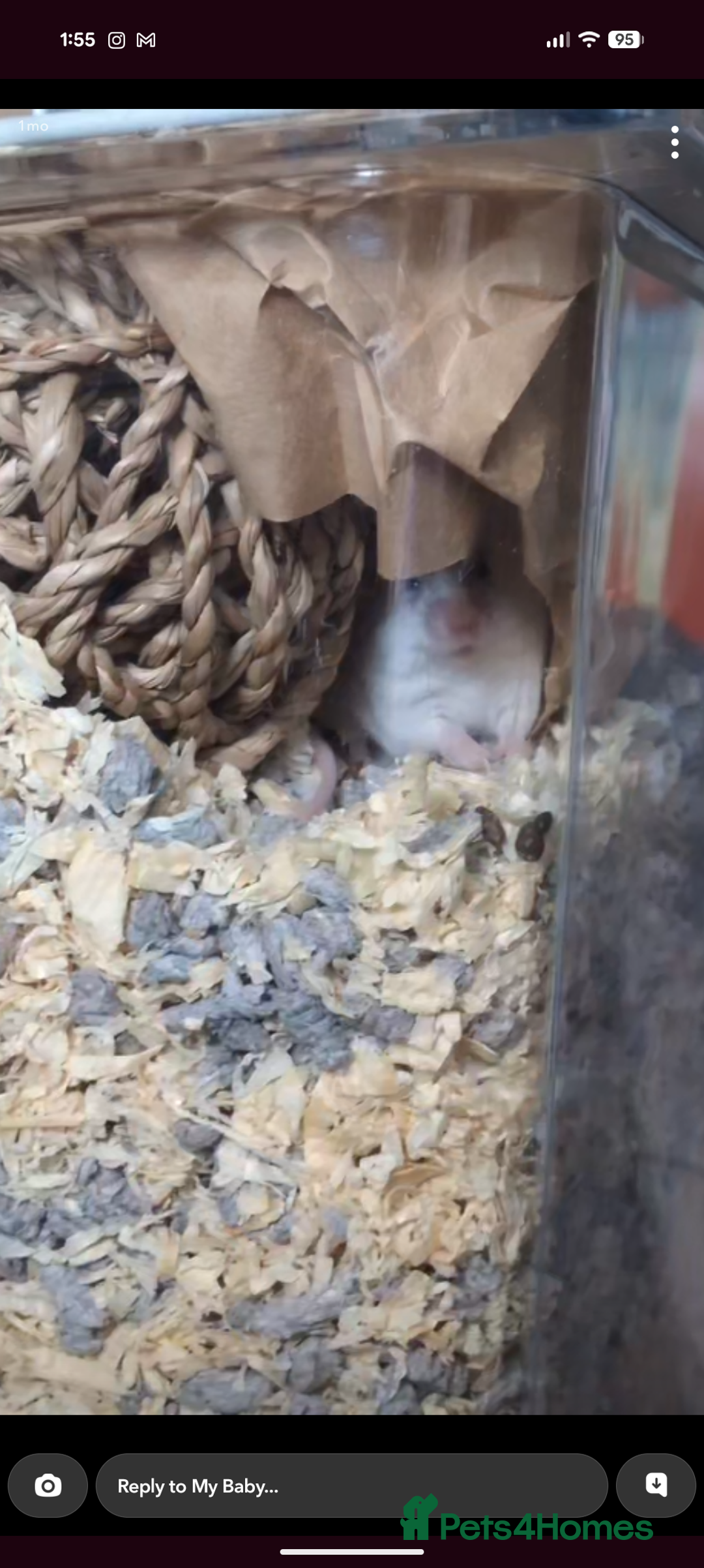 Mouse rodents for sale: 2 Male Mice For Sale - Advert 4