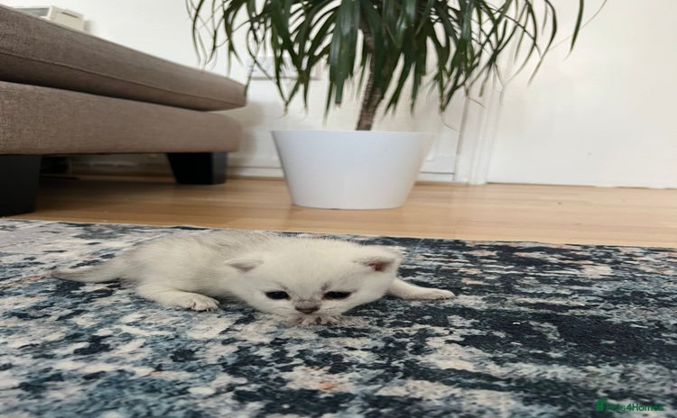 British Shorthair cats - Advert 11