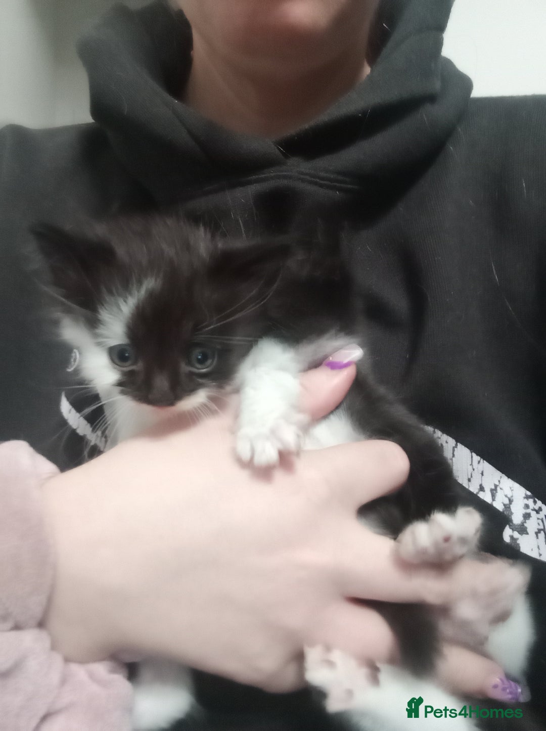 Mixed Breed cats for sale: Ragdoll mix tuxedo kittens - Image 4