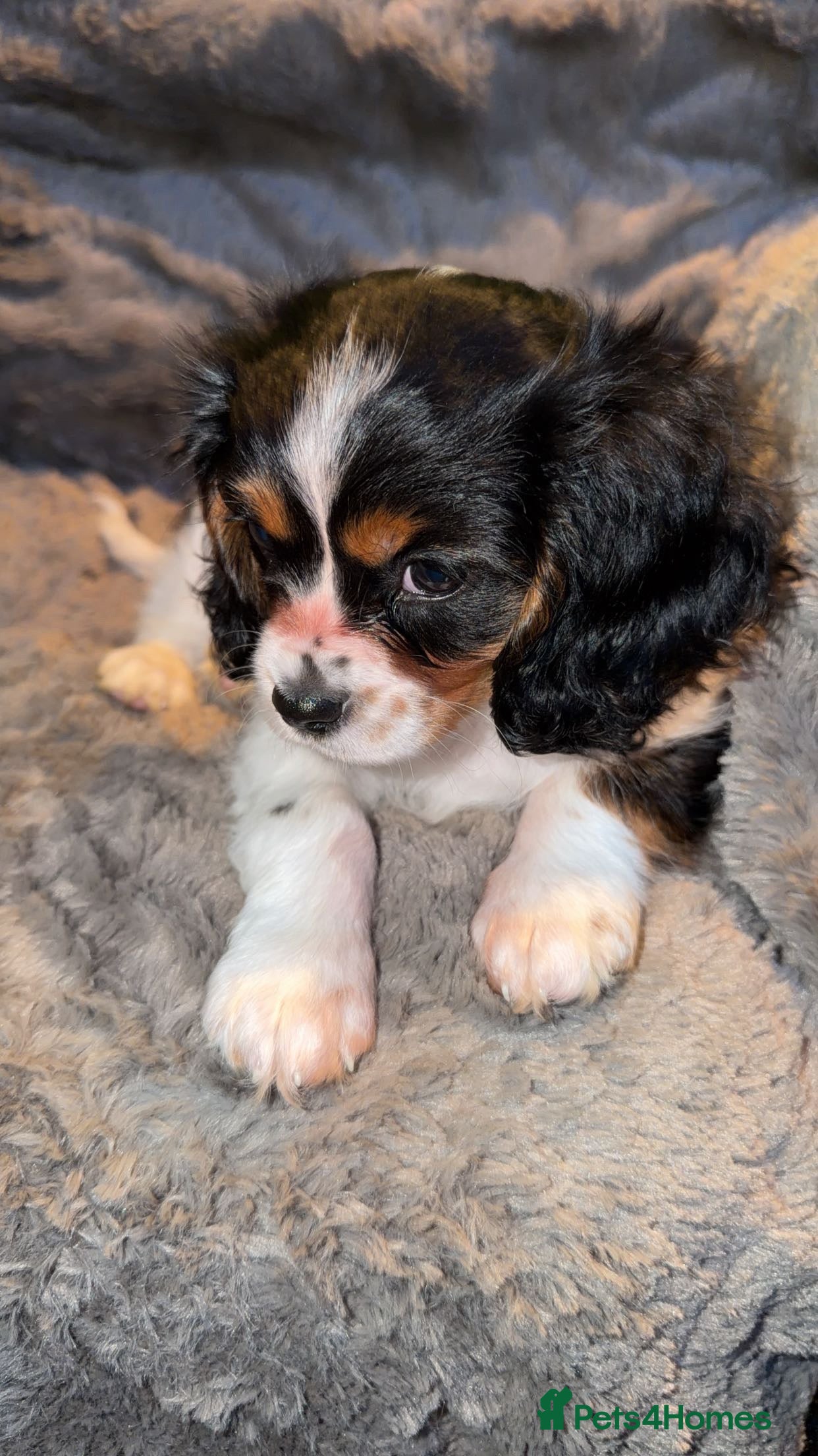 Cavalier King Charles Spaniel dogs Tricolour Cavalier Puppy – Huge Puppy Pack - Advert 2