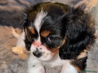 Cavalier King Charles Spaniel dogs Tricolour Cavalier Puppy – Huge Puppy Pack - Advert 2