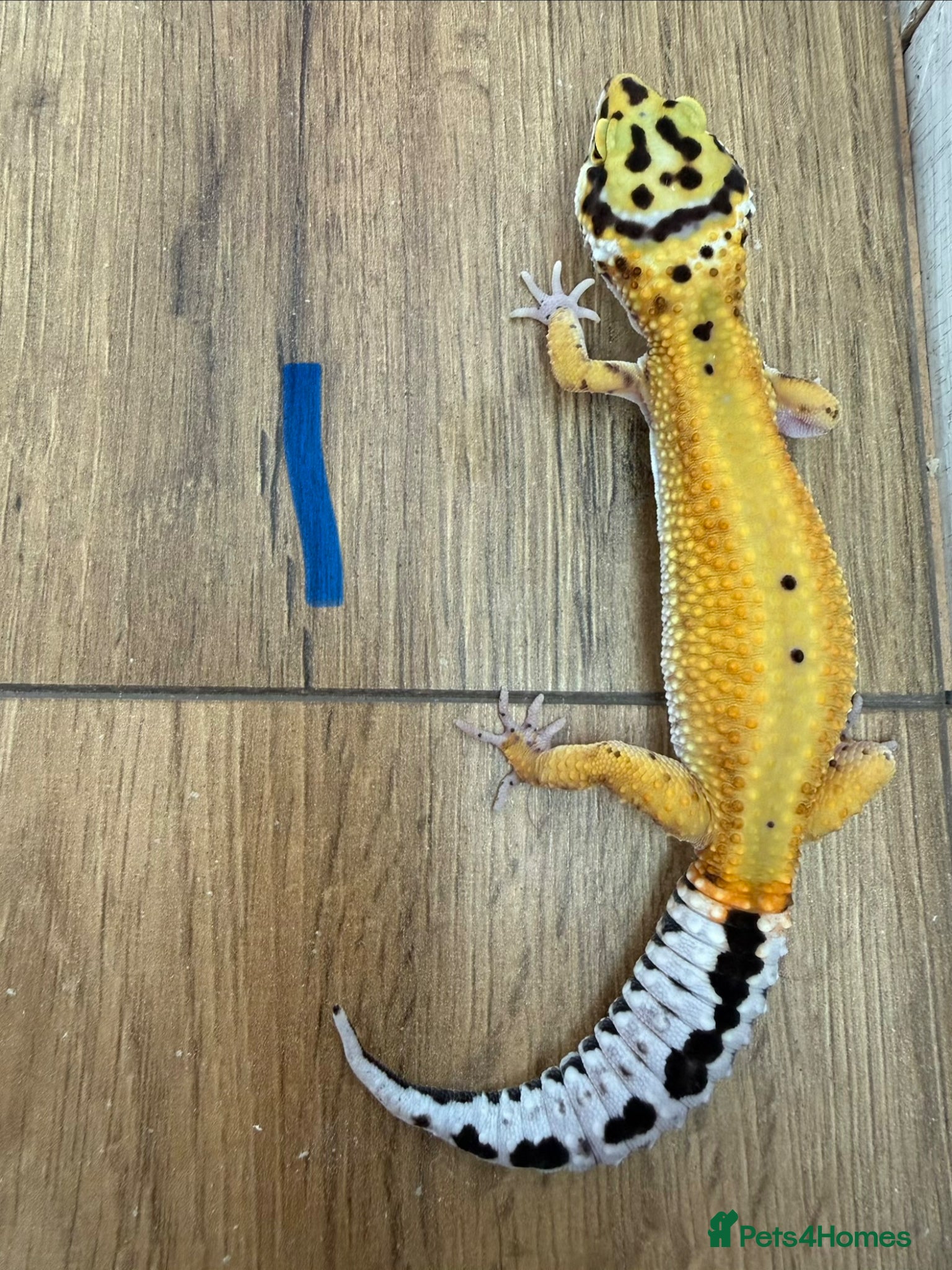 Leopard Gecko reptiles Leopard geckos  - Advert 18