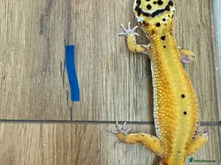 Leopard Gecko reptiles Leopard geckos - Advert 18