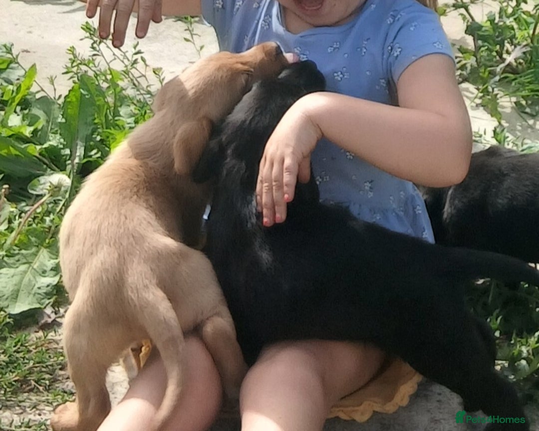 Labrador Retriever dogs for sale: Stunning labrador pups  - Image 13