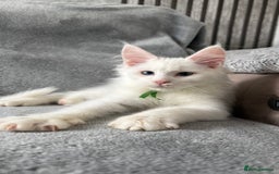 Maine Coon cats for sale: Maine Coon Kittens TICA Registered Cattery  - Image 17