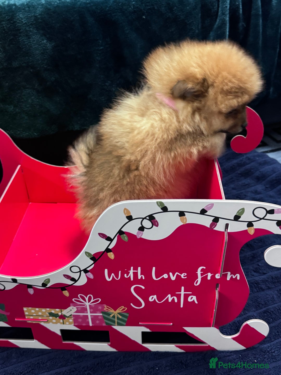 Pomeranian dogs for sale: FLUFFY POMERANIAN FOR SALE 🥰 - Advert 3