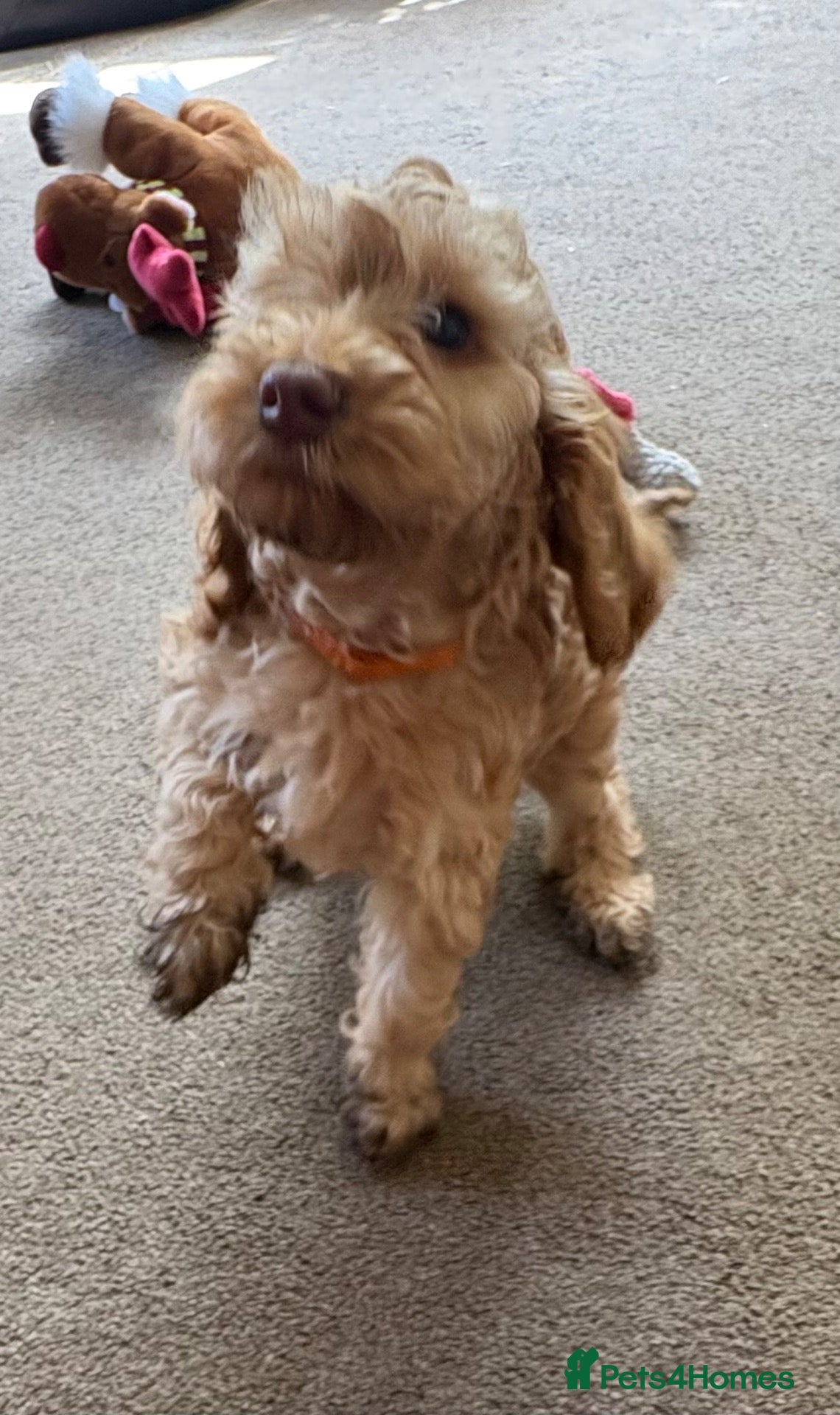 Cockapoo dogs Ready to leave Last one! Beautiful cockapoo puppy  - Advert 7
