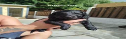 Cockapoo dogs for sale: Don't miss out just three looking for loving homes - Advert 11