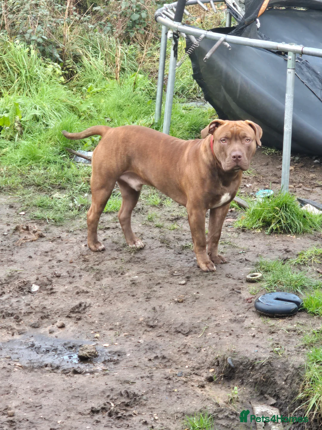 Mixed Breed dogs for sale: Staffy  ** tiff Puppy Kane – Loving Forever Home - Advert 4